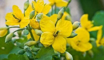 Spices for fungus treatment